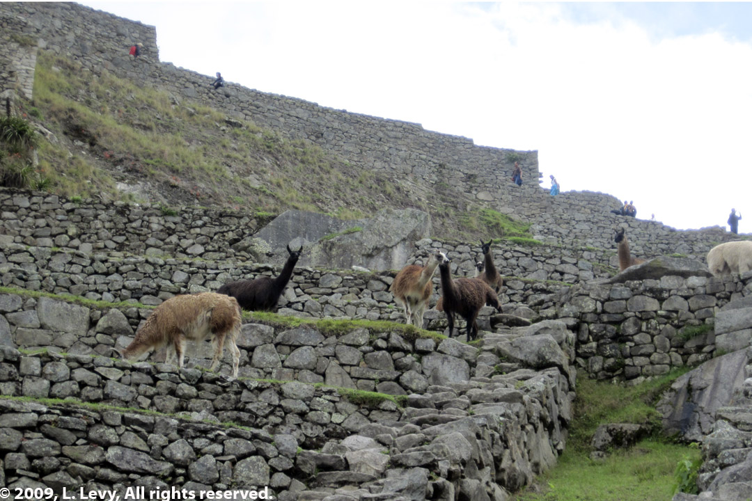 Llamas grazing on the terraces